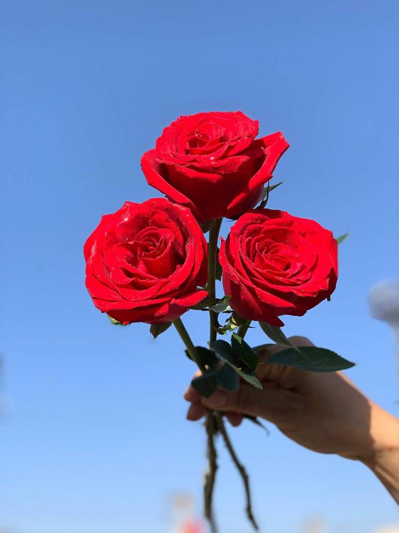 Fresh Cut Rose Promotion Gift Decorative Flower Valentine Day Monther′s Day 20PCS/Bundle