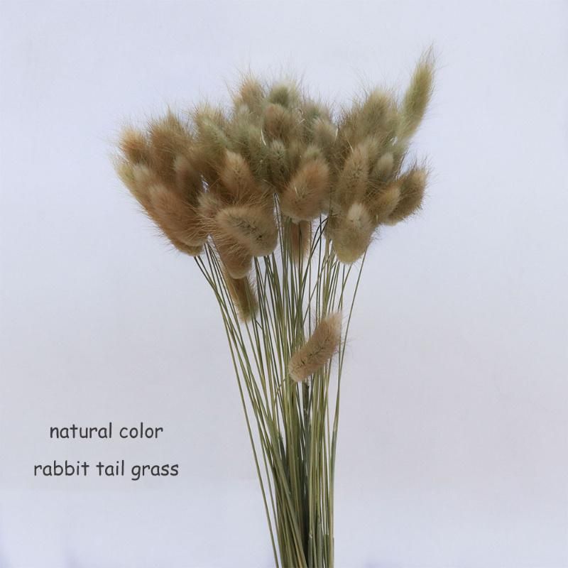 60 Stem Natural Dried Flowers Lagurus Ovatus Rabbit Tail Grass Home Decoration