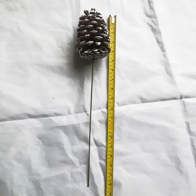 Nature Pine Cone for Decoration