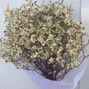 Real Touch Dried Preserved Statice Limonium Flowers for Wedding Decoration