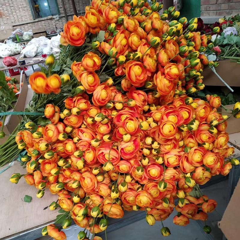 High Quality Elegant Peony Flower Wholesale