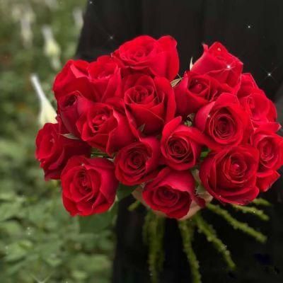 Fresh Cut Rose Promotion Gift Decorative Flower Valentine Day Monther&prime;s Day 20PCS/Bundle