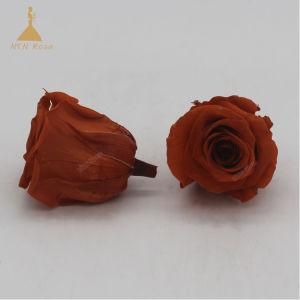 New Longlasting Eternal Decorative Preserved Retro Orange Color Rose Flowers