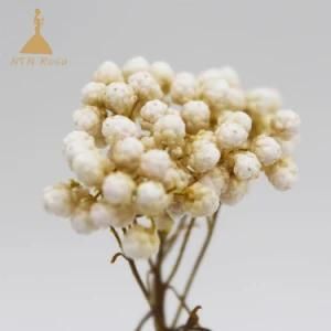 2018 New Arrival Preserved Millet Flower Bouquet for Floral Design