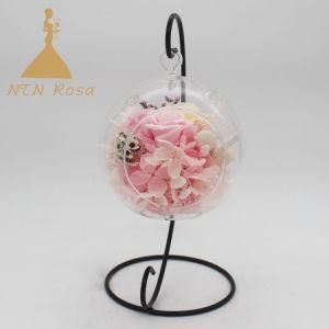 Charming Hanging Clear Glass Ball Vase Flower Terrarium Kit