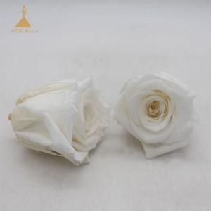 White Grade a Decorative Preserved Natural Rose Flowers for Christmas &amp; Party Decoration